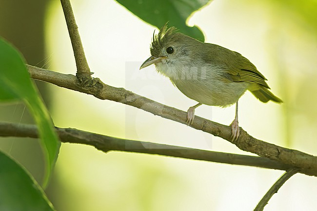 White-bellied Erpornis (Erpornis zantholeuca ) Perched on a branch in Borneo stock-image by Agami/Dubi Shapiro,
