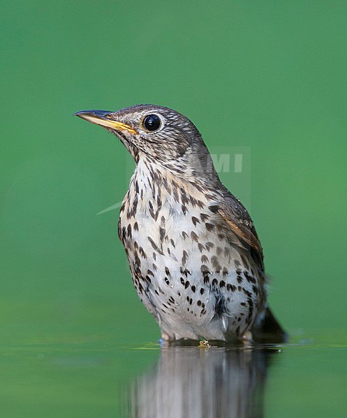 Portrait of an adult Song Trush (Turdus philomelos) watching for danger in green colored forest drinking pool in Hungary. stock-image by Agami/Marc Guyt,