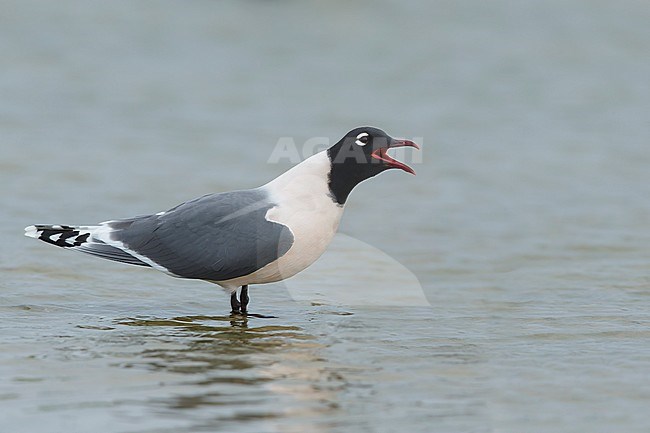 Adult Franklin's Gull (Leucophaeus pipixcan) in summer plumage resting on beach in Galveston County, Texas, in April 2016. stock-image by Agami/Brian E Small,