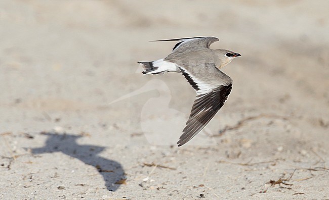 Little Pratincole (Glareola lactea) in flight stock-image by Agami/Dick Forsman,