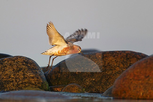 Adult Curlew Sandpiper (Calidros ferruginea) taking off from coastal rocks in the Baltic sea in Finland. stock-image by Agami/Arto Juvonen,