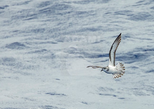 Black-winged Petrel (Pterodroma nigripennis) in flight over the Pacific Ocean near Norfolk Island, Australia. stock-image by Agami/Marc Guyt,