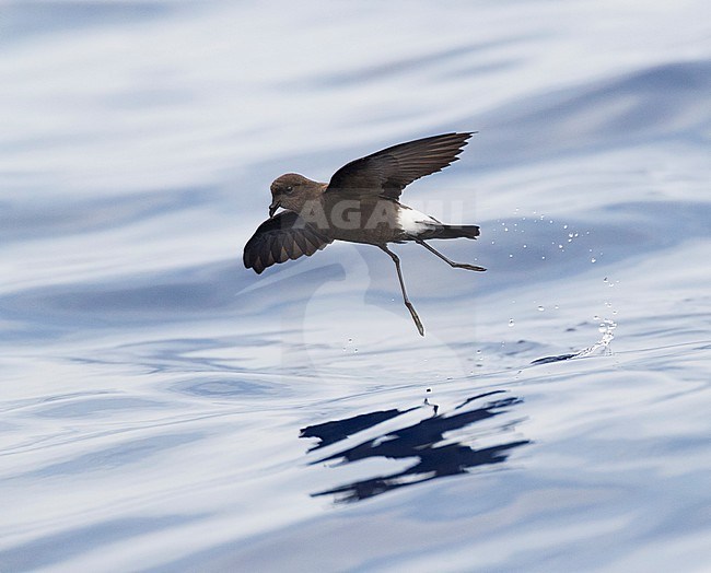 Wilson's Storm Petrel (Oceanites oceanicus) off Madeira. One of the most abundant bird species in the world. stock-image by Agami/Marc Guyt,