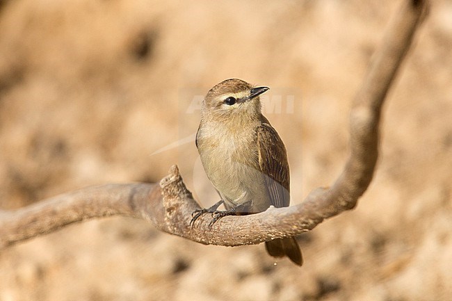 Drab Water Tyrant (Ochthornis littoralis) at Inírida, Guainía, Colombia. stock-image by Agami/Tom Friedel,