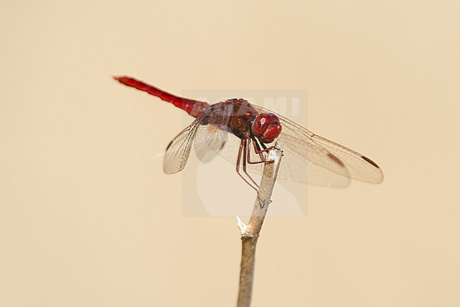 Portrait of a red basker dragonfly, Urothemis assignata, perched on a twig. Okavango Delta, Botswana. stock-image by Agami/Sergio Pitamitz,