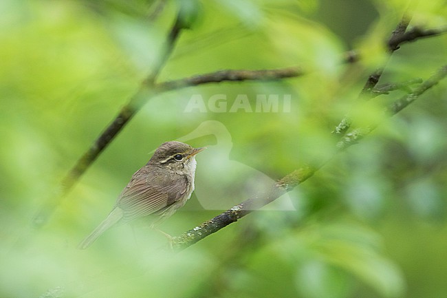 Radde's Warbler,  Phylloscopus schwarzi, Russia, adult stock-image by Agami/Ralph Martin,