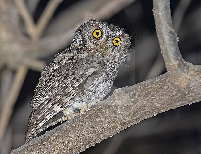 Western Screech-Owl, Megascops kennicottii, in Western Mexico. stock-image by Agami/Pete Morris,