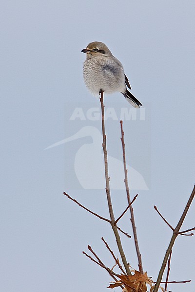 Northern Shrike (Lanius excubitor) perched on a branch in Toronto, Ontario, Canada. stock-image by Agami/Glenn Bartley,