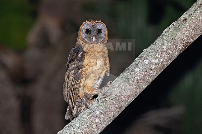 Ashy-faced Owl, Tyto glaucops glaucops, in the Dominican Republic. stock-image by Agami/Pete Morris,