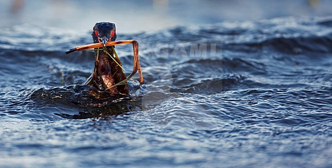 Kuifduiker zwemmend met nestmateriaal; Horned Grebe swimming with nest material stock-image by Agami/Markus Varesvuo,