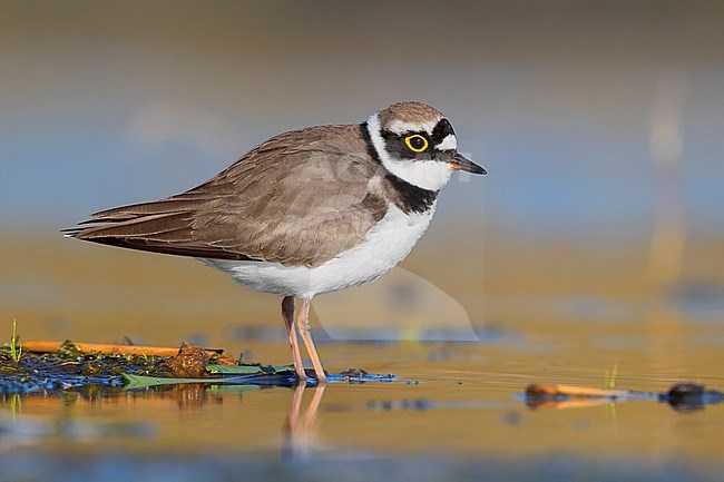 Little Ringed Plover (Charadrius dubius), adult standing in a pond stock-image by Agami/Saverio Gatto,