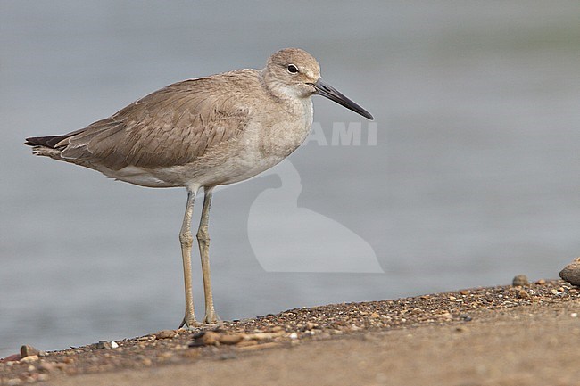 Willet in winterkleed, Willet non-breeding stock-image by Agami/Glenn Bartley,