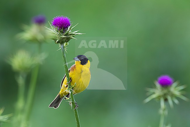 Male Black-headed Bunting, Emberiza melanocephala, in Georgia. stock-image by Agami/Daniele Occhiato,