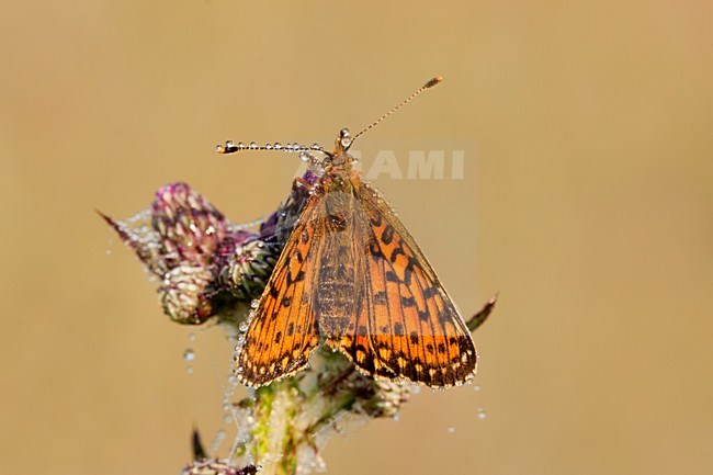 Zilveren Maan, Small Pearl-bordered Fritillary stock-image by Agami/Theo Douma,