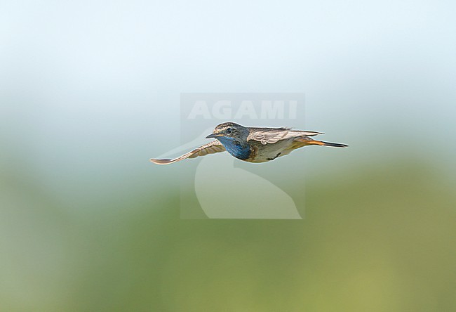 Singing Male Bluethroat (Luscinia svecica) in display flight in N2000 Nature reserve  
Mariapeel stock-image by Agami/Ran Schols,
