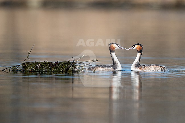 A couple of Great Crested Grebe (Podiceps cristatus) are looking to each other next to their nest stock-image by Agami/Mathias Putze,
