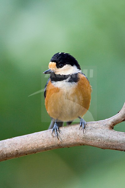 Varied Tit adult perched on a branch; Bonte Mees volwassen zittend op een tak stock-image by Agami/Marc Guyt,