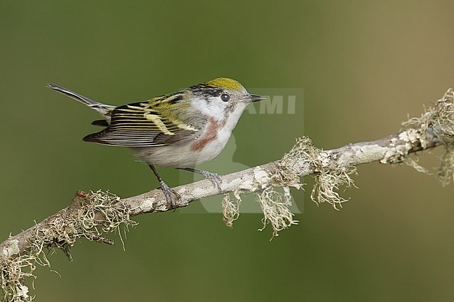 Vrouwtje Roestflankzanger, Female Chestnut-sided Warbler stock-image by Agami/Brian E Small,