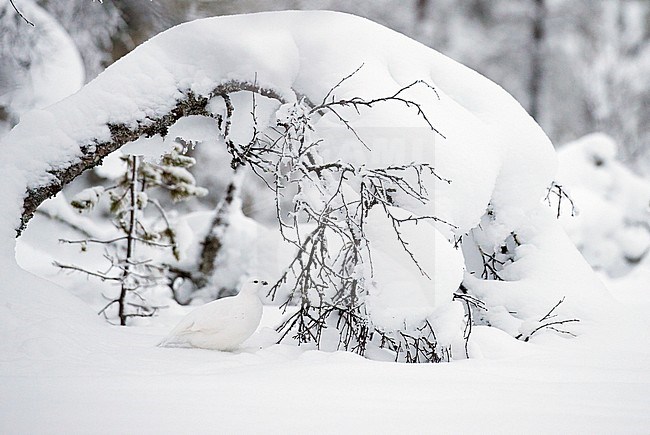 Willow Grouse (Lagopus lagopus) Inari Kiilopää Finland November 2019 stock-image by Agami/Markus Varesvuo,