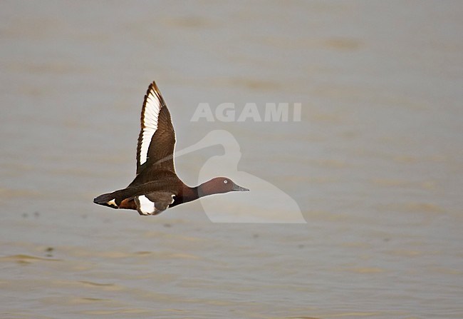 Witoogeend in vlucht; Ferruginous Duck in flight stock-image by Agami/Markus Varesvuo,