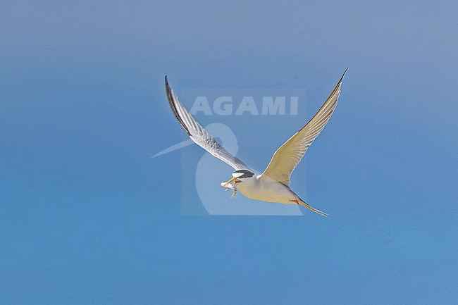 Adult Least Tern, Sternula antillarum, in the Dominican Republic. Carrying small fish it its beak. stock-image by Agami/Pete Morris,