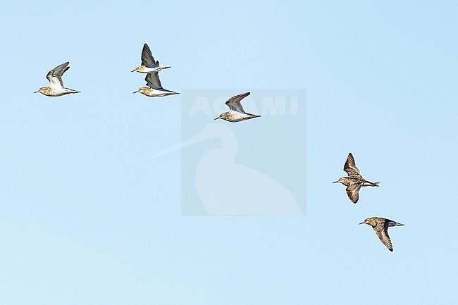 Sharp-tailed Sandpipers (Calidris acuminata) in flight during spring migration in Mongolia. stock-image by Agami/Mathias Putze,