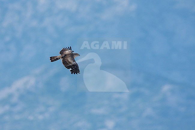 Short-toed Eagle - Schlangenadler - Circaetus gallicus, Croatia, 2nd cy stock-image by Agami/Ralph Martin,