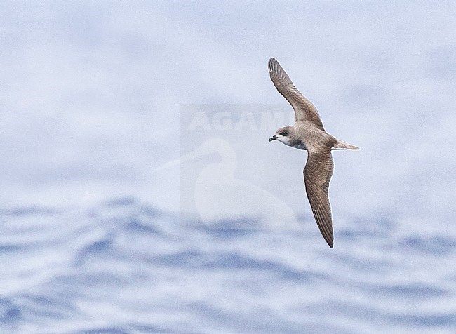 Endangered Zino's Petrel (Pterodroma madeira) in flight over the Atlantic ocean near Madeira. stock-image by Agami/Marc Guyt,