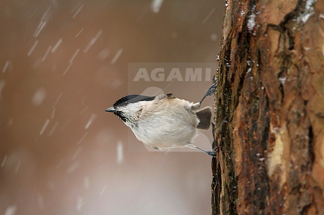 glanskop hangend aan boom in de sneeuw; marsh tit hanging on tree in snow; stock-image by Agami/Walter Soestbergen,