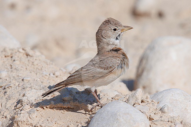 Desert Lark (Ammomanes deserti taimuri) taken the 24/02/2023 at Mascate - Oman. stock-image by Agami/Nicolas Bastide,