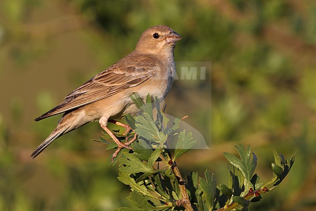Bleke Rotsmus zittend; Pale Rock Sparrow perched stock-image by Agami/Daniele Occhiato,