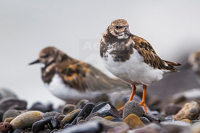 Ruddy Turnstone (Arenaria interpres) in winter on rocks stock-image by Agami/Daniele Occhiato,