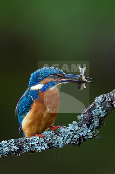 IJsvogel zittend op tak met visje, Common Kingfisher perched on a branch with small fish stock-image by Agami/Danny Green,