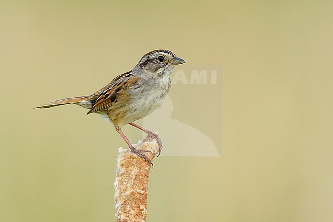 Adult breeding Swamp Sparrow, Melospiza georgiana
Kidder Co., ND stock-image by Agami/Brian E Small,