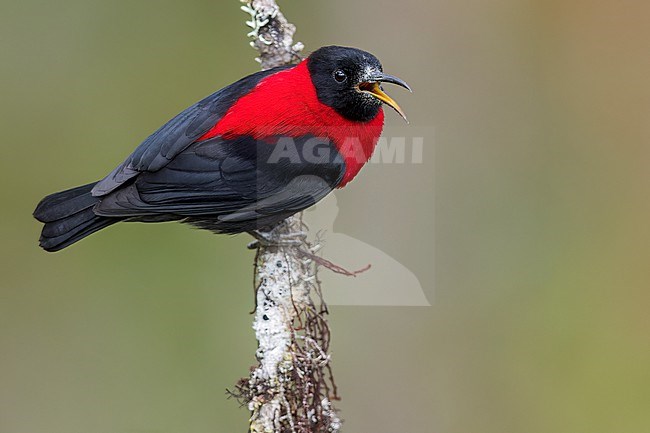 Red-collared Myzomela (Myzomela rosenbergii) perched on a branch in Papua New Guinea. stock-image by Agami/Glenn Bartley,