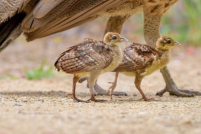 Chicks of the Indian Peafowl (Pavo cristatus) stock-image by Agami/Tomas Grim,