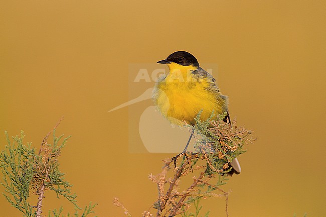 Black-headed Wagtail - Maskenstelze - Motacilla feldegg, Cyprus, adult male stock-image by Agami/Ralph Martin,