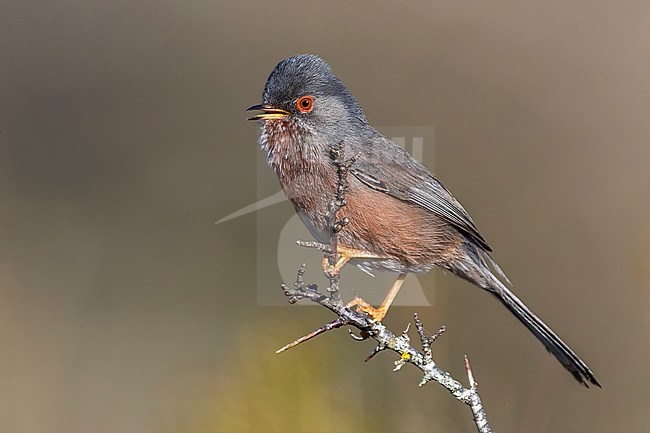 Dartford Warbler; Sylvia undata stock-image by Agami/Daniele Occhiato,