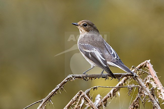 First-winter Pied Flycatcher (Ficedula hypoleuca) during autumn migration in Italy. stock-image by Agami/Daniele Occhiato,