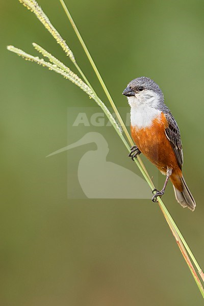 Marsh Seedeater (Sporophila palustris) Perched in grasslands  in Argentina stock-image by Agami/Dubi Shapiro,