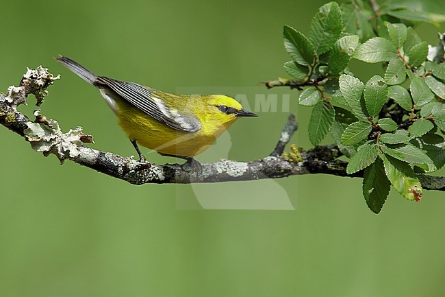 Adult male Blue-winged Warbler, Vermivora cyanoptera
Galveston Co., Texas
April 2017 stock-image by Agami/Brian E Small,