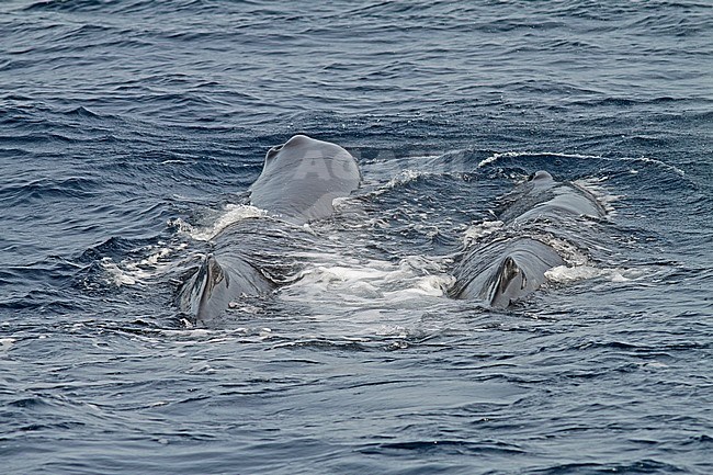 Sperm Whale (Physeter macrocephalus) stock-image by Agami/Pete Morris,