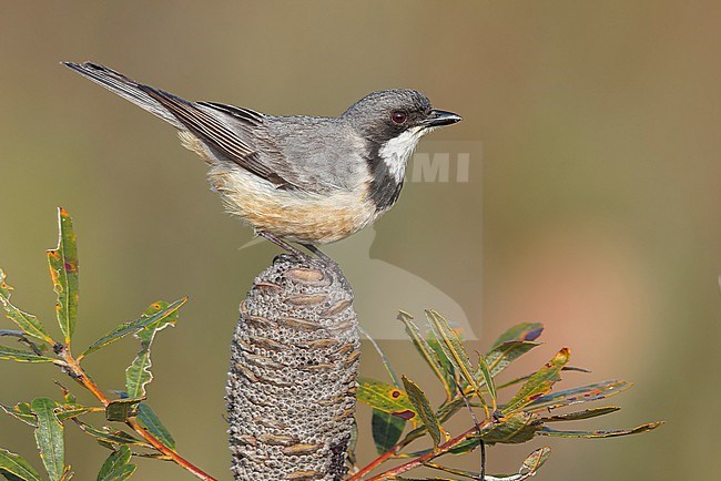 Rufous Whistler (Pachycephala rufiventris)  perched on a branch in eastern Australia. stock-image by Agami/Glenn Bartley,