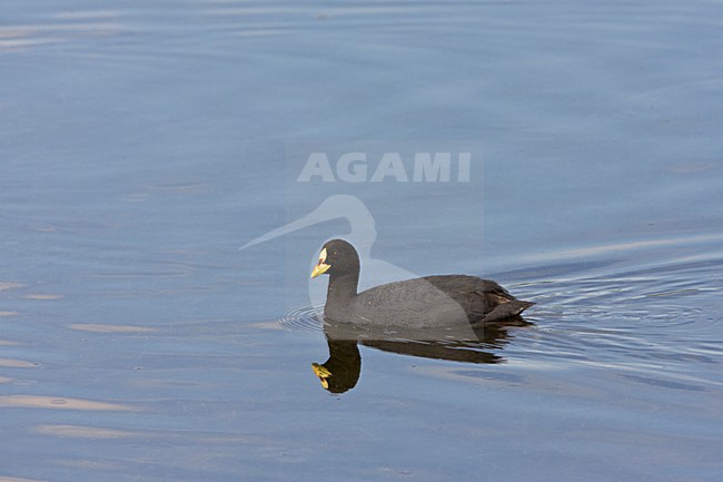 Zwemmende Roodbandmeerkoet; Swimming Red-gartered Coot stock-image by Agami/Marc Guyt,