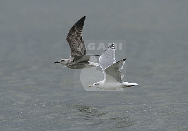 Yellow-legged Gull flying; Geelpootmeeuw vliegend stock-image by Agami/Daniele Occhiato,