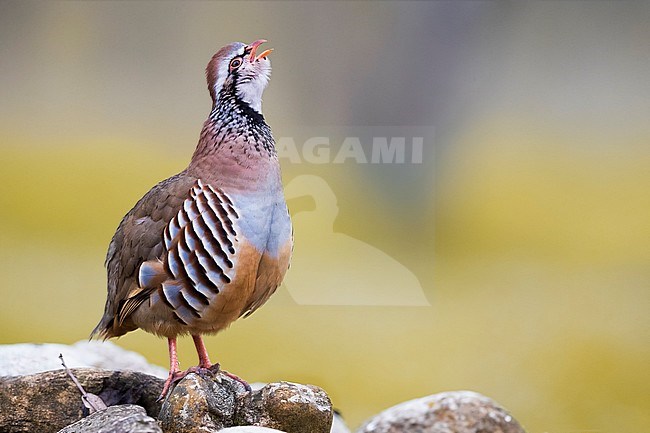 Red-legged Partridge calling stock-image by Agami/Daniele Occhiato,
