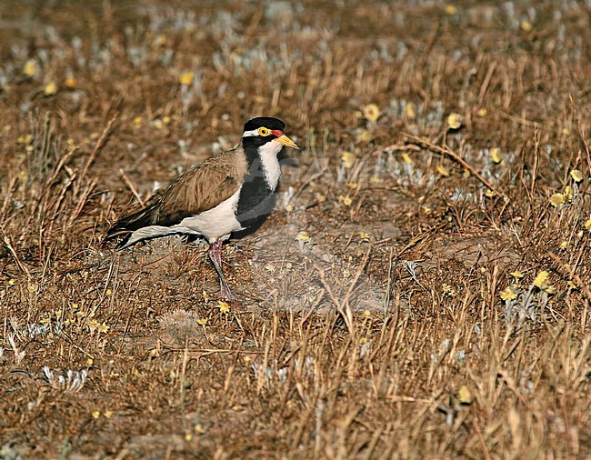 Banded lapwing, Vanellus tricolor, standing in a field at night in southern Australia. Also known as banded, black-breasted, brown flock and/or plain plover. stock-image by Agami/Pete Morris,