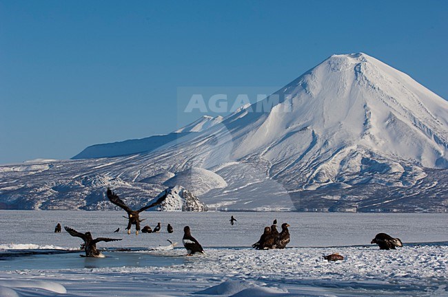 Een groep Steller-zeearenden, A group Stellers Sea-eagles stock-image by Agami/Sergey Gorshkov,