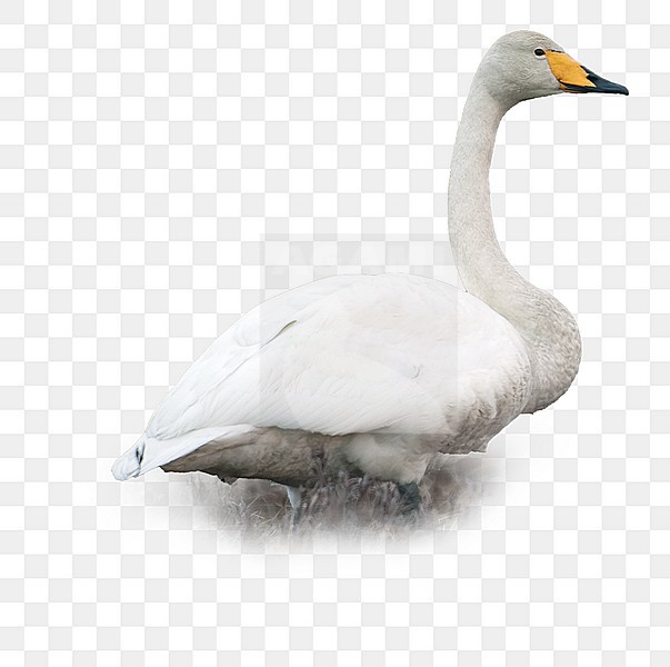 Wilde Zwaan staand; Whooper Swan perched stock-image by Agami/Han Bouwmeester,