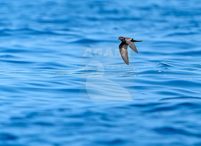Black Storm Petrel, Hydrobates melania, in flight off the coast of Mexico. stock-image by Agami/Dani Lopez-Velasco,
